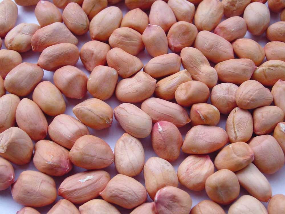 Groundnuts Peanuts  HPS - Hand Picked Selected